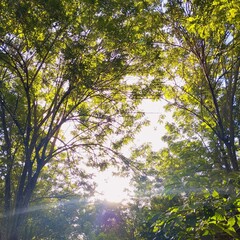 Beautiful forest view with the sun shining through the green leaves. With wood as the main line