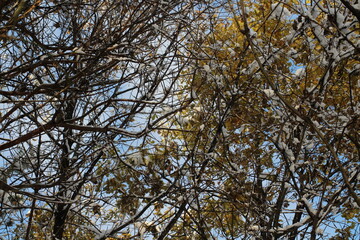 Beautiful tree branches with snow on a blue sky background. Forest in a winter with snow. Snow covered forest. Winter 2024. Snowy trees winter Christmas background