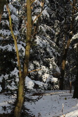 Beautiful tree branches with snow on a blue sky background. Forest in a winter with snow. Snow covered forest. Winter 2024. Snowy trees winter Christmas background