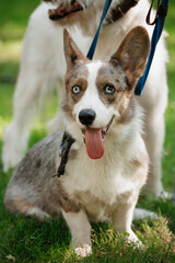 Funny marle Welsh Corgi cardigan is sitting on lawn. corgi dog is walking on park. taking care of pet, training and raising dog. shepherd dog Cardinal corgi