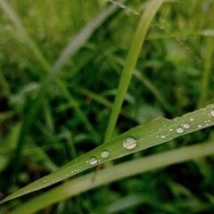dew drops on plants. water droplets on blades of grass. White frost on green leaves in spring.