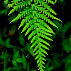Tropical rainforest fern green leaf texture