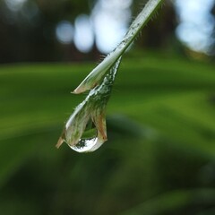 A large dew drop hangs on the tip of a green leaf. Close up