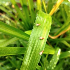 portrait of 3 fruit flies on a green leaf