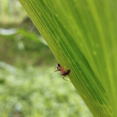 ant on a leaf