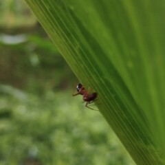 red ants under green leaves
