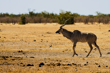Fototapeta premium Kudu am laufen