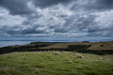 Moody hiking day at the Shakespeare Regional Park, Auckland, New Zealand