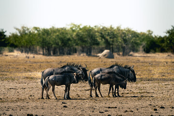 Fototapeta premium Gnu