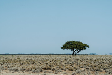 Baum im Etosha Park