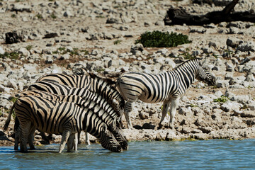 Zebra am Wasserloch