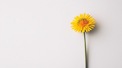 A single, vibrant yellow dandelion, fully bloomed with delicate petals, isolated against a clean white background.