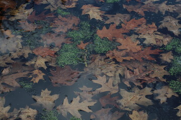 Autumn colored leaves on a water surface background. Orange autumn leaves frozen on a lake. Colorful leaves under the ice background