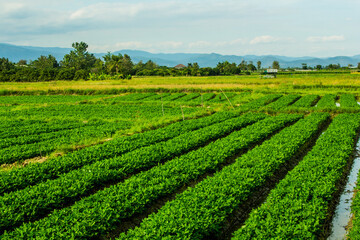 bean garden in thailand ariculture Asia