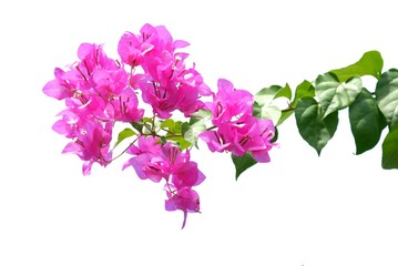 A bouquet of sweet pink Bougainvillea  flower blossom with green leaves on white isolated background