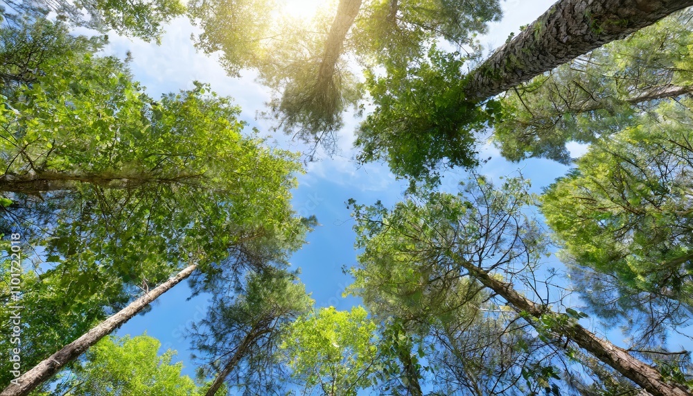 Poster a mesmerizing view of towering trees in a lush forest captured from below, showcasing vibrant green 