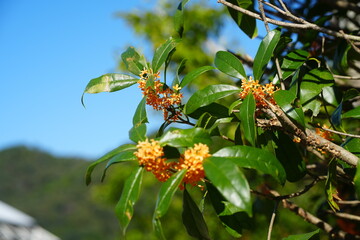 岐阜の秋の綺麗な花や植物
