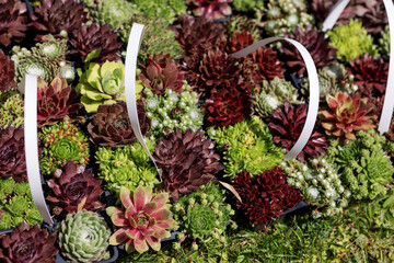 Sale of multi-colored rosettes of the perennial garden plant Echeveria in baskets.