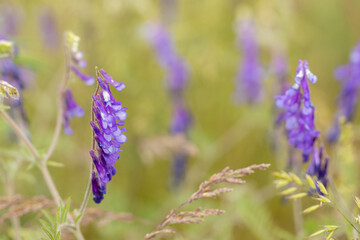 Tufted vetch blooming in a meadow during springtime