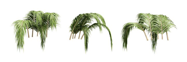 Obraz premium palm leaf isolated on white
