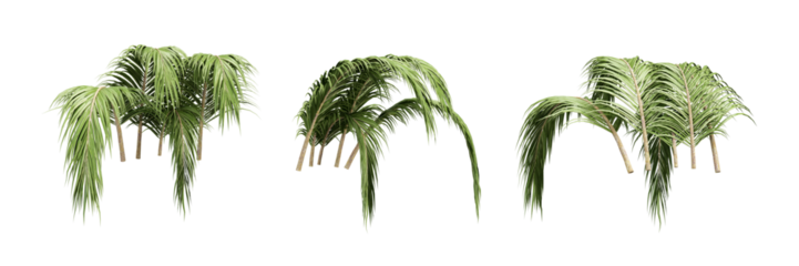 palm leaf isolated on white