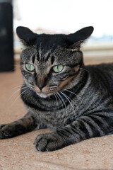 屋内でリラックスしているキジトラ猫