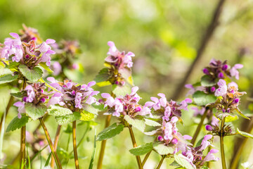 Red dead-nettle blooming in spring meadow