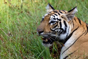 Obraz premium portrait of a tiger