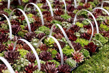 Sale of stone rose Echeveria rosettes in baskets with a white plastic handle. Rows on the side