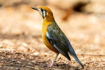 A portrait of a Orange headed thrush.