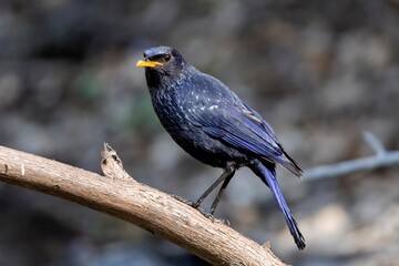 A beautiful portrait of a Blue winged thrush.