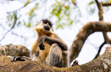 A beautiful photograph of a Capped langur.