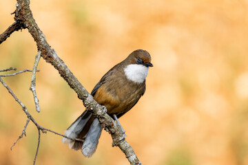 A portrait of a White throated laughingthrush.