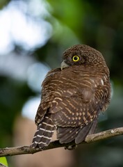 Asian barred owlet is sitting on a branch.