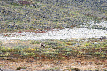 Hills and mountains on the Arctic Circle Trail which links Kangerlussuaq and Sisimiut, Greenland