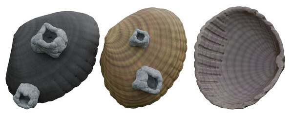 Common Cockles isolated on white