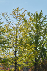 晴れの日のイチョウの木