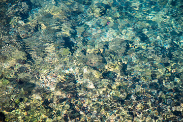 Underwater Clarity: A Glimpse of the Marine World. Crystal-clear water reveals the vibrant marine life and rocky seabed below.