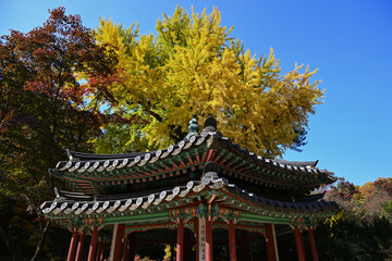 Fototapeta premium Autumn at Changdeokgung Palace, a Joseon Dynasty palace located in Seoul, South Korea