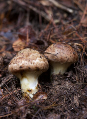 とれたてのマツタケ