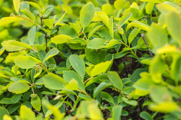 Bright green leaves growing densely on branches