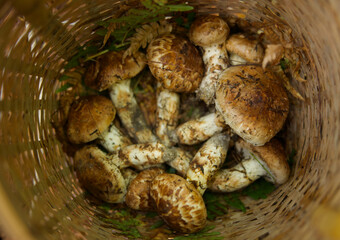 とれたてのマツタケ