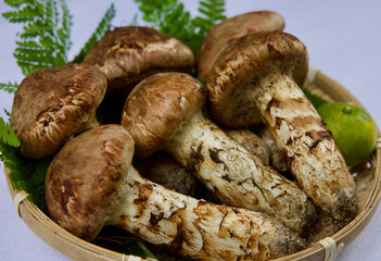 とれたてのマツタケ