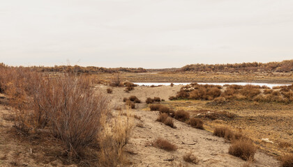landscape with snow and trees