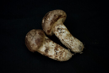 とれたてのマツタケ