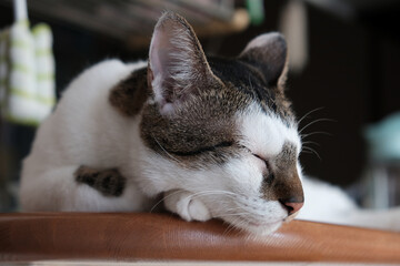 カウンターで寝ている猫