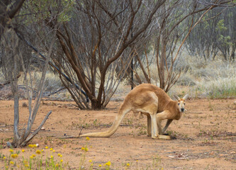 kangaroo in the wild