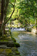 Obraz premium 上賀茂神社境内を流れる川の風景