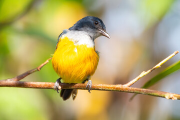 Obraz premium The orange-bellied flowerpecker (Dicaeum trigonostigma) is a species of bird in the family Dicaeidae