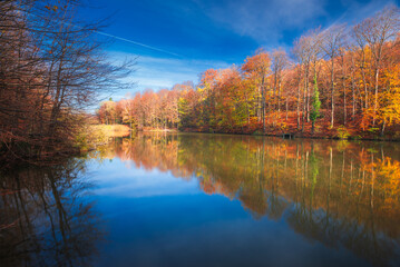 Autumn colorful foliage over lake with beautiful woods in red and yellow color. Bakony Forest and Mountain, Pisztrangos Lake, Hungary